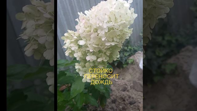 Готензия Геркулес смотреть онлайн
