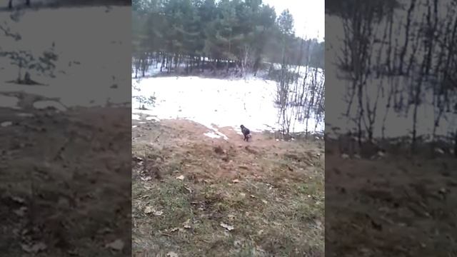 Cera Darbinis Dratas смотреть онлайн