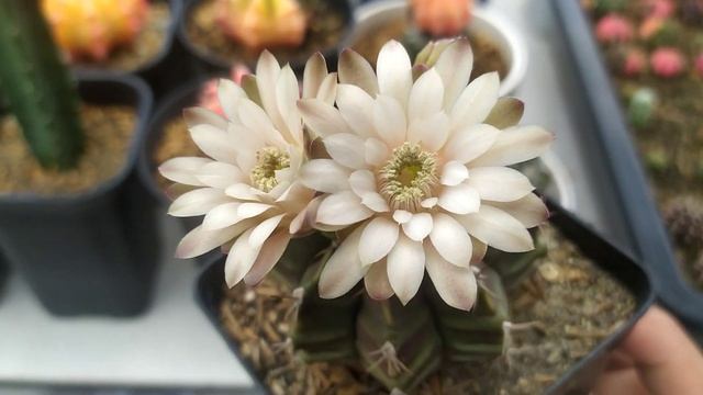 Gymnocalycium Mihanovichii Friedrichii Cactus Reviews смотреть онлайн