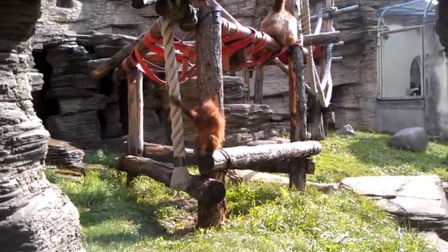 Детеныш орангутана Baby Orangutan