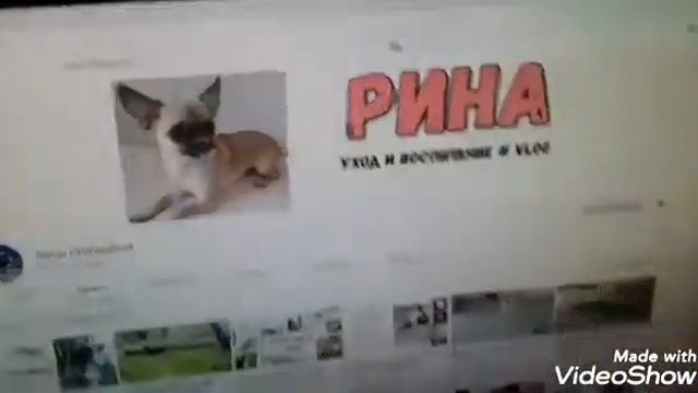 Приучаю НОВОГО щенка к пелёнке/ Получится?/АСЯ ТОЙ-ТЕРЬЕР смотреть онлайн