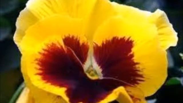 Plantas, verdes, flor Pinóquio e trombeta de anjo. смотреть онлайн