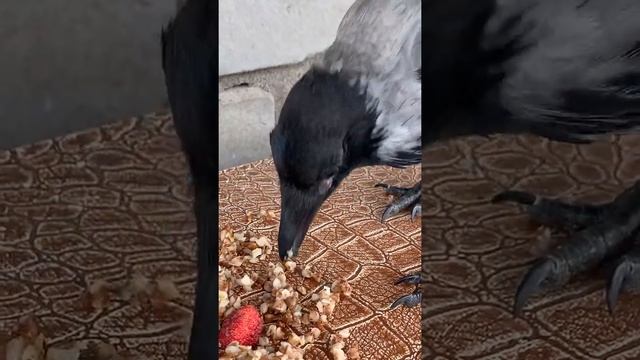 Каркуша кушает сам . Ручная ворона. Живет на улице во дворе , прилетает покушать) смотреть онлайн