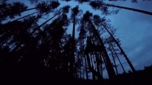 Охота с луком на глухаря