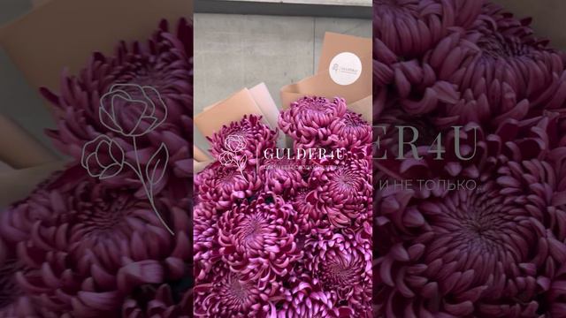 17 бордовых хризантем в коричневом оформлении - G4U смотреть онлайн