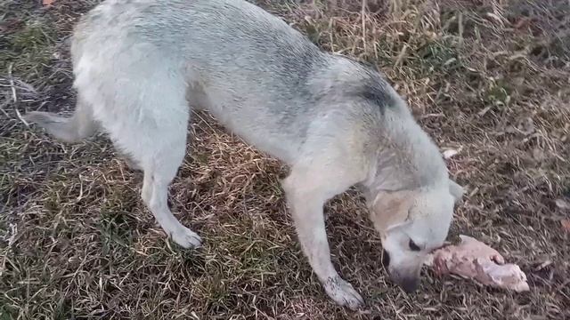 Серушка присоединяется к компании!!! смотреть онлайн