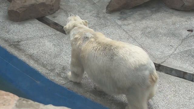2 белых медведя смотреть онлайн
