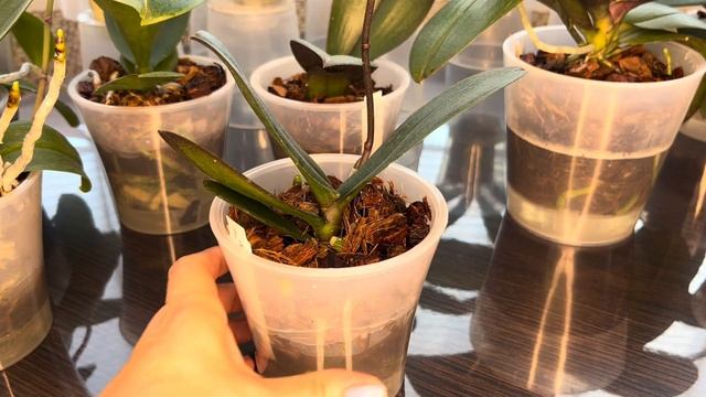 Полив Орхидей ( подростки во мхе , чем удобряем ) смотреть онлайн