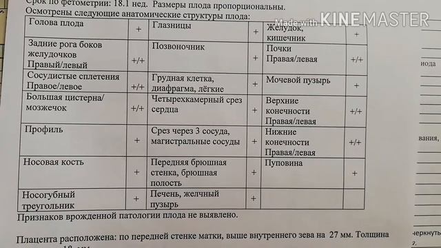 Беременность 18-23 недели. Второе УЗИ. Узнали пол ребёнка смотреть онлайн