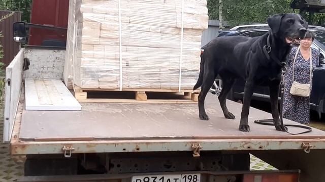 Верево Топливные Брикеты жил был Пес музей пса смотреть онлайн