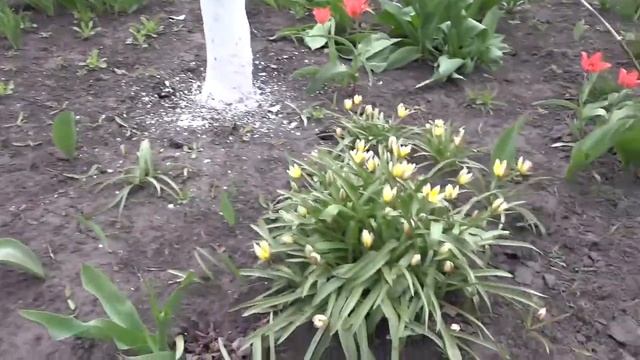 Наши цветы Царская корона смотреть онлайн