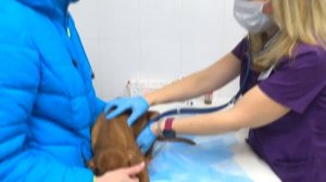 Первая прививка | щенку 2 месяца | Венгерская легавая