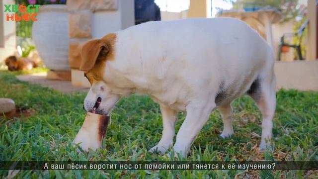 5 причин, почему собаки любят валяться в грязи. смотреть онлайн