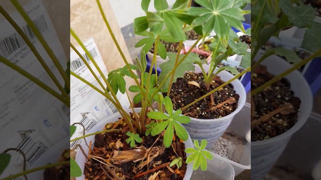 Caladium, lupine,peony,echinops and many mores on my rooftop. смотреть онлайн