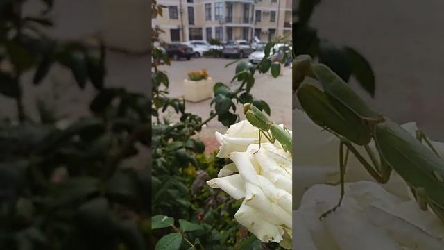 Красивый богомол сидит на белой розе в Геленджике 16 октября 2022