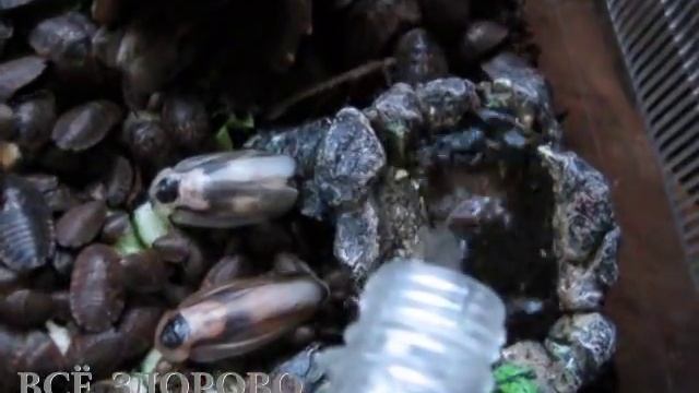 cockroach смотреть онлайн