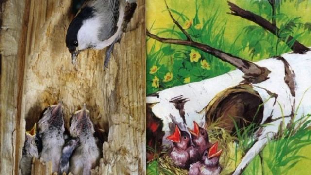 ЭТАЖИ ЛЕСА Михаил Пришвин смотреть онлайн