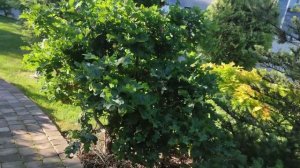 декоративная обрезка дуба ниваки