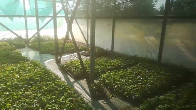 Кассетная рассада клубники через месяц (первый опыт) смотреть онлайн