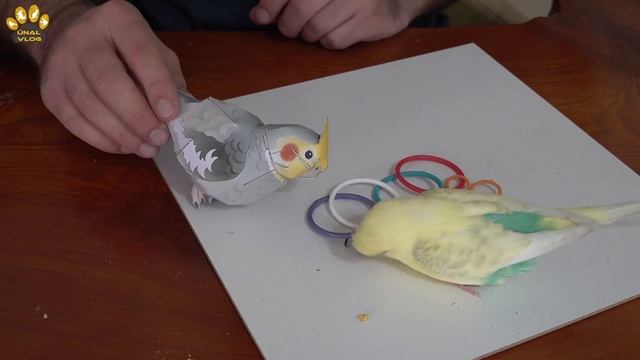 Kağıttan 3D Sultan Papağanı Yapımı