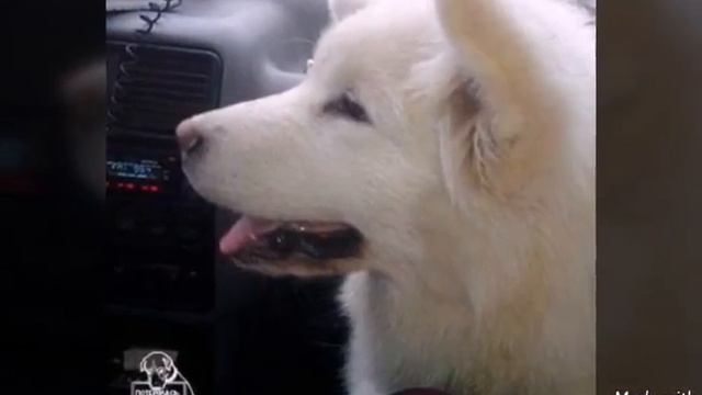 Американский эскимосский шпиц _ Lika Te pets смотреть онлайн