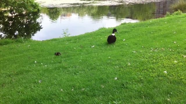 [Dutch duck] Утиные истории - голландских утки, селезни и утята // Прогулки по Нидерландам #19 смотреть онлайн