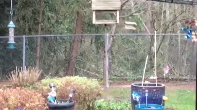 белки- хулиганки смотреть онлайн