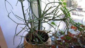 Молочай Тирукалле , кратко об уходе .