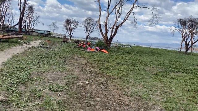 Сафари в Кении.Озеро 'Найваша' или зоопарк в дикой природе.Африка.Январь2022 смотреть онлайн