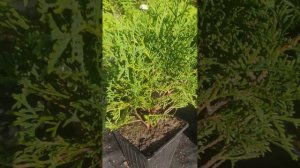 Сравнение шаровидных туй: Tiny Tim & Danica