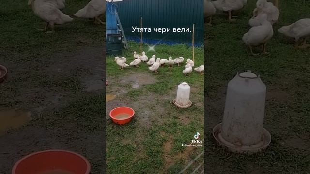 утята порода чери вели один месяц ??????? смотреть онлайн