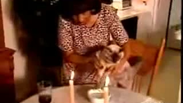 Забавные животные 28 смотреть онлайн