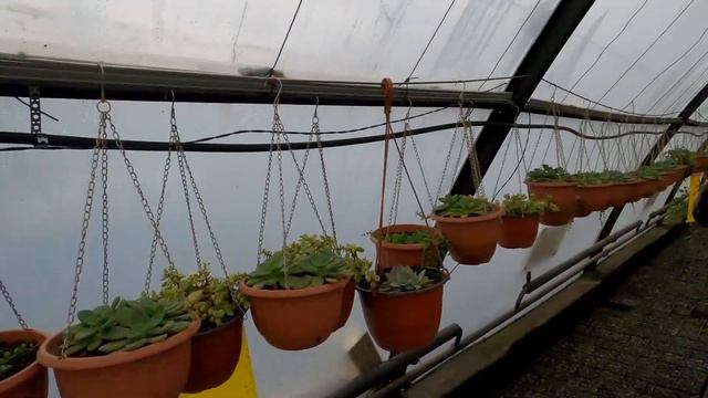 ОБЗОР ПИТОМНИКА СУККУЛЕНТОВ | питомник Алматы. Комнатные растения. Джунгли дома. смотреть онлайн