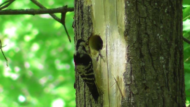 Самка малого пёстрого дятла кормит птенцов ( Picoides minor ) смотреть онлайн