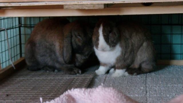 Whats New With 101Rabbts! смотреть онлайн