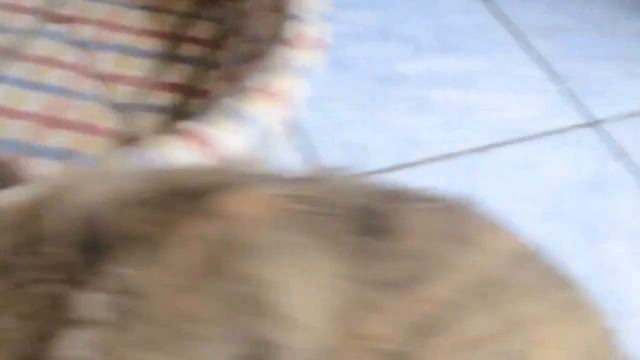 шкода смотреть онлайн