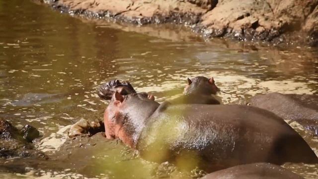 COBRA GIGANTE ENCONTRADA NA ÁFRICA, VEJA SÓ!! (ANIMAIS GIGANTES DA ÁFRICA) смотреть онлайн