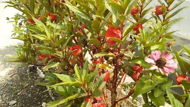 Beautiful Impatiens Balsamina flowers - If pressed, the fruit can pop смотреть онлайн