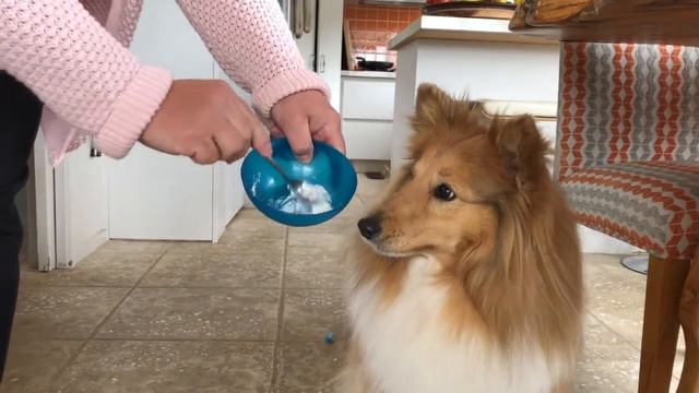 How to teach your dog to take medicine from a syringe. смотреть онлайн