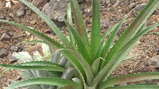 Bromelia pinguin L. смотреть онлайн