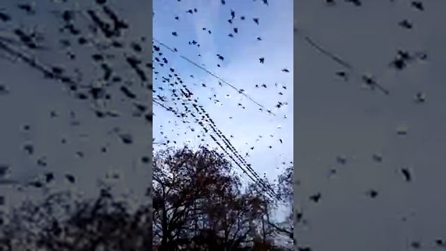 Стая грачей смотреть онлайн