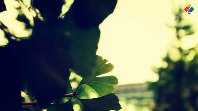 Ginkgo Biloba - Ljekovita Svojstva I Djelovanje