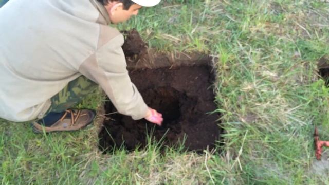 Голубика Спартан. Vaccinium corymbosum Spartan. Посадка 2016 смотреть онлайн