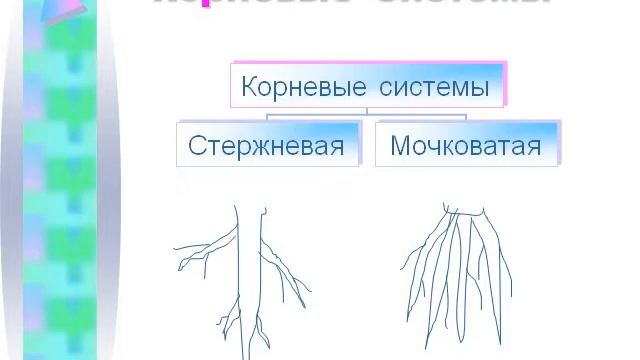 Презентация Виды корней Типы корневой системы смотреть онлайн