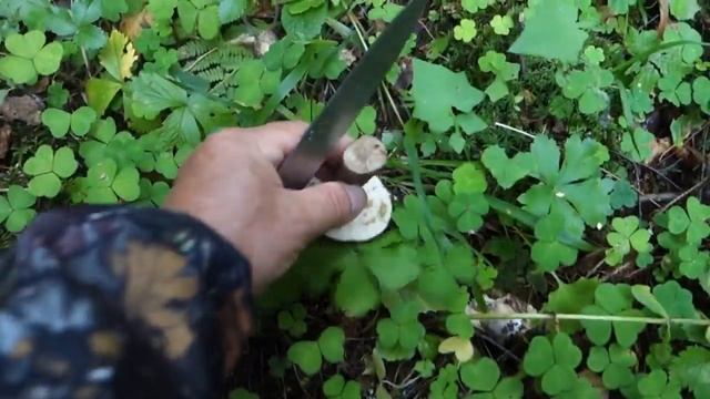 За грибами в августе. Подосиновики, подберезовики смотреть онлайн