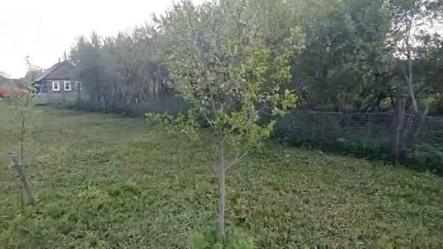 Снова в деревне. Как пережили зиму саженцы. смотреть онлайн