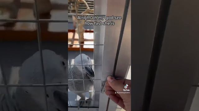 African Grey went to work today смотреть онлайн