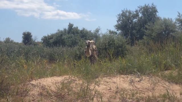 Танцы верблюда Витязево Анапа 2015 смотреть онлайн