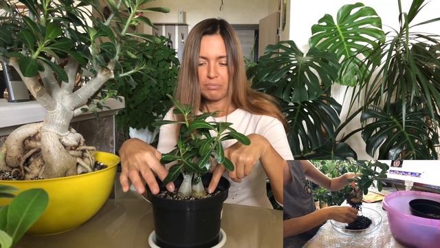 АДЕНИУМ ПРИВИВКА ДЕЛАТЬ ИЛИ НЕТ? 4К ? смотреть онлайн