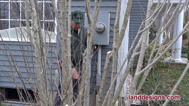 How to Prune Rose of Sharon (Hibiscus syriacus) смотреть онлайн